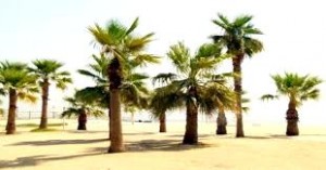 Al Oqeila Beach Kuwait