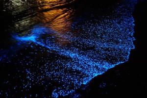 glowing beaches across the world