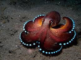 Strange Deep Sea Creatures