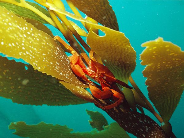 List of Amazing Sea Plants - World's Exotic Beaches