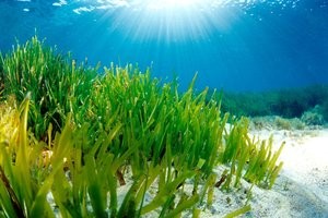 amazing sea plants