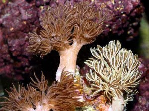 amazing sea plants