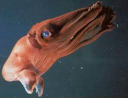 Strange Deep Sea Creatures