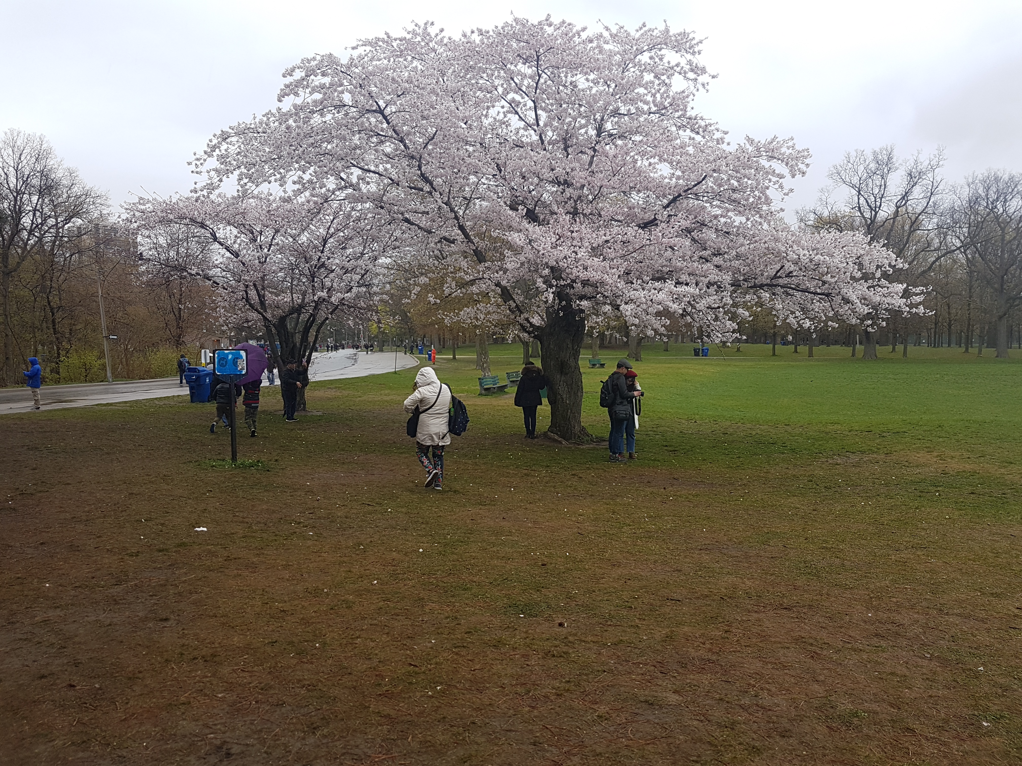 Cherry Blossom High Park Toronto