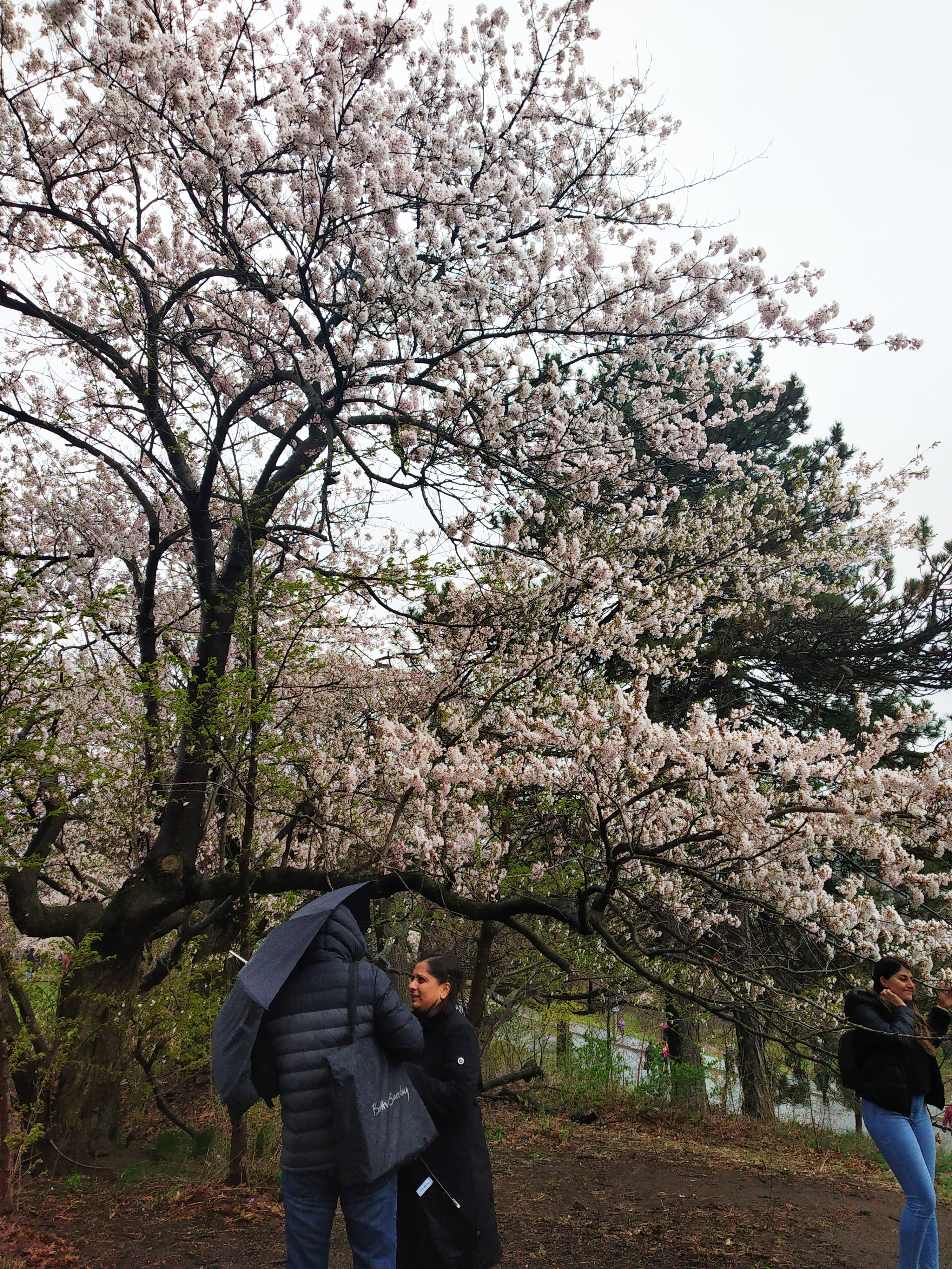 Cherry Blossom High Park Toronto