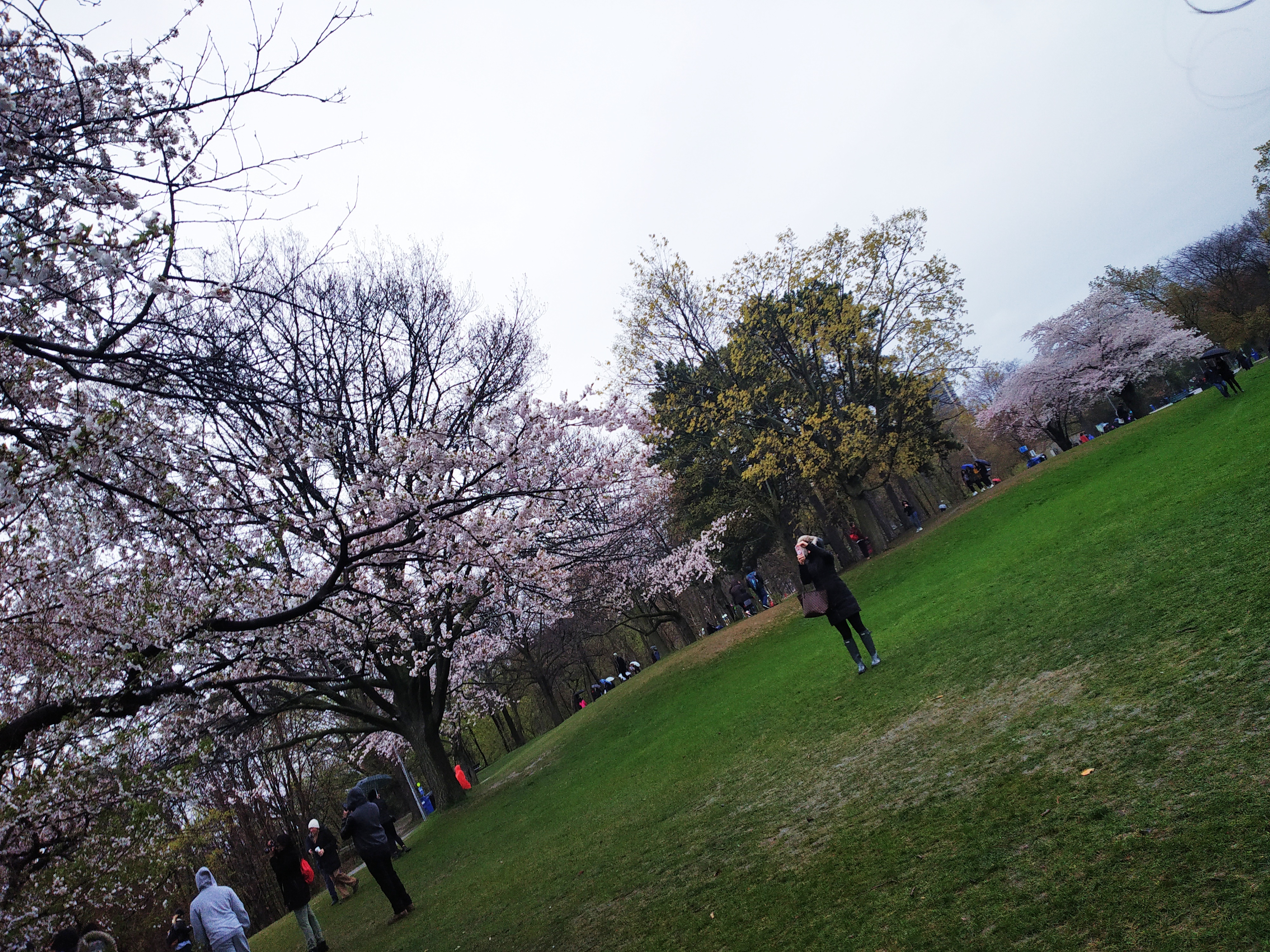 Cherry Blossom High Park Toronto