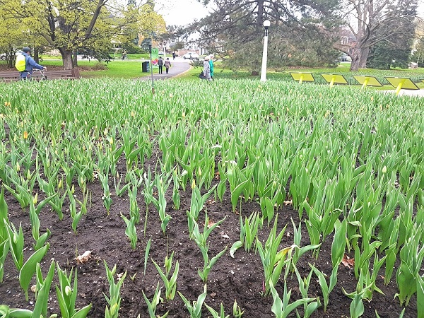 Ottawa Tulip Festival 2019