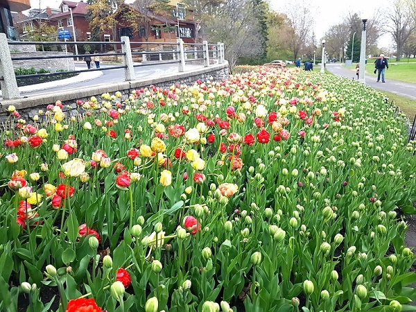 Ottawa Tulip Festival 2019