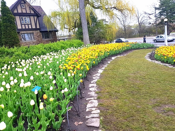 Ottawa Tulip Festival 2019