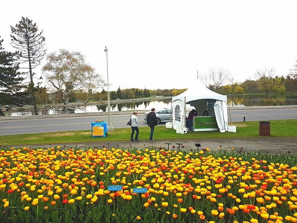 Ottawa Tulip Festival 2019