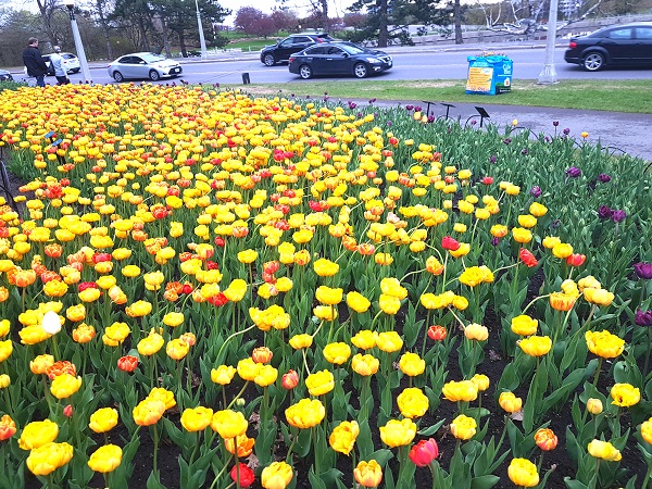 Ottawa Tulip Festival 2019