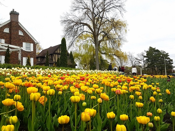 Ottawa Tulip Festival 2019