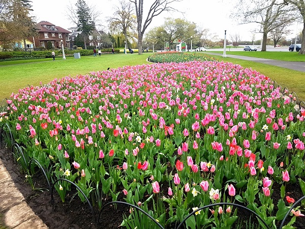 Ottawa Tulip Festival 2019