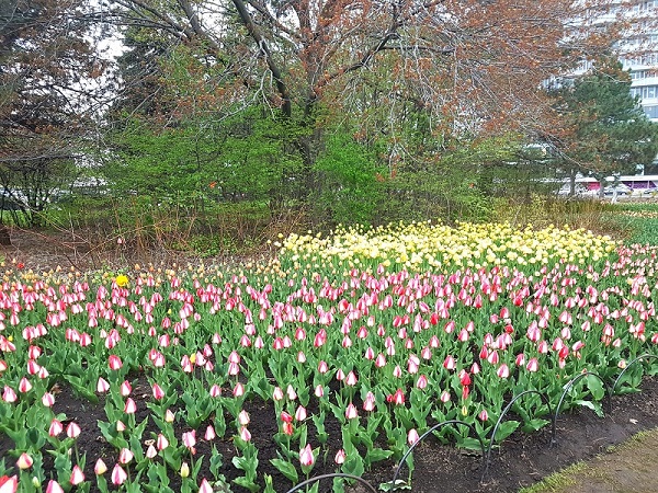 Ottawa Tulip Festival 2019