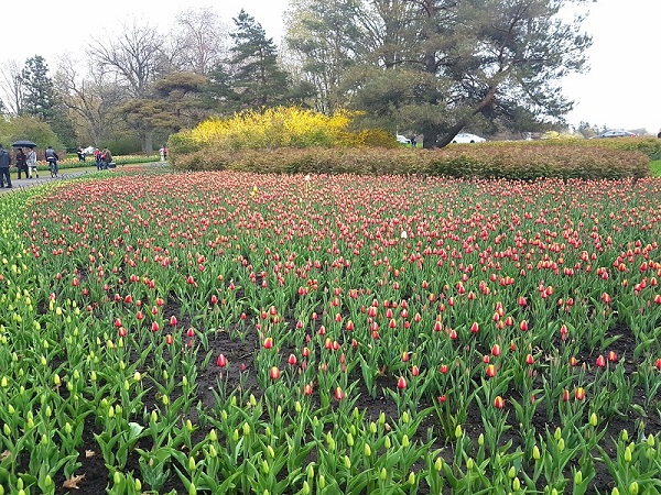 Ottawa Tulip Festival 2019