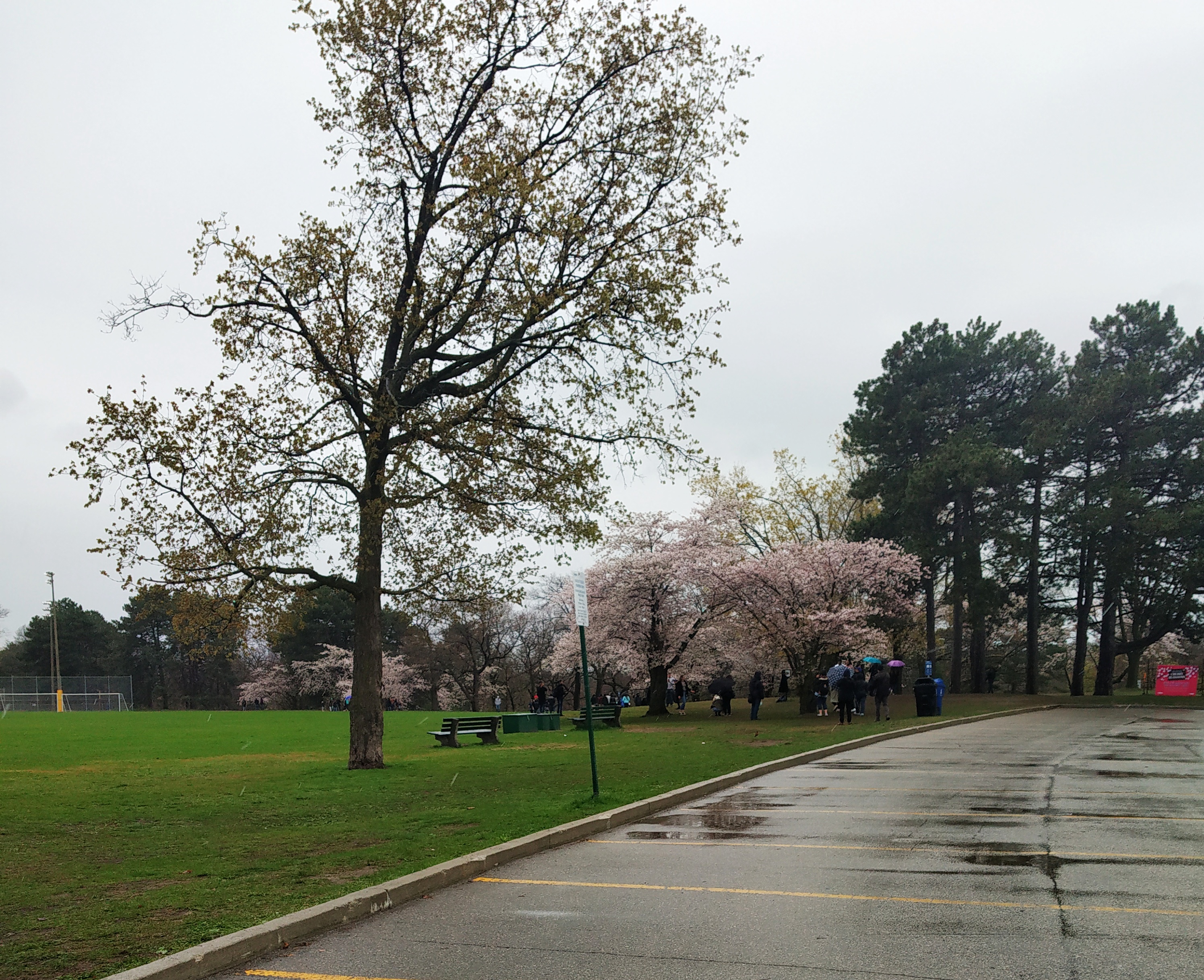 Cherry Blossom High Park Toronto