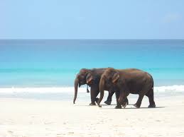 Radhanagar Beach-Andaman and Nicobar Islands