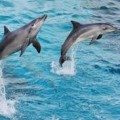 Wonderful Dolphins