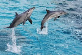 Wonderful Dolphins