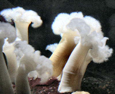 Picture of a Giant Plumose Anemone