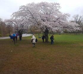Cherry Blossom High Park Toronto 2019 Information and Photos