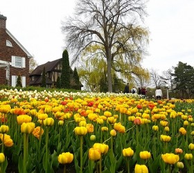 Ottawa Tulip Festival 2019 Information and Pictures