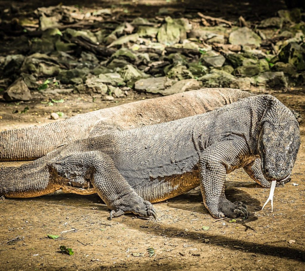 Komodo national park