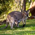 tips for first-time travelers to Australia