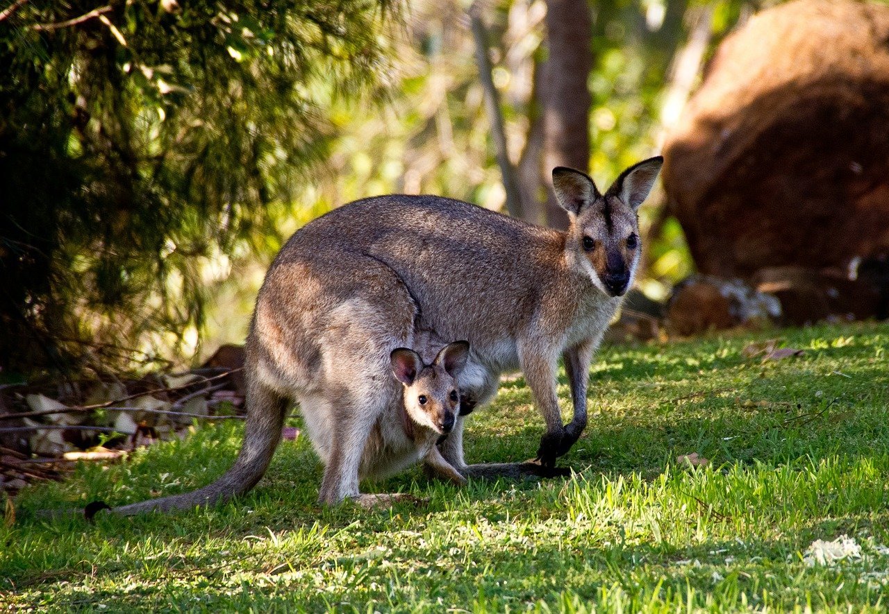 tips for first-time travelers to Australia