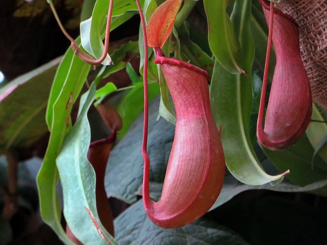 Nepenthes plant