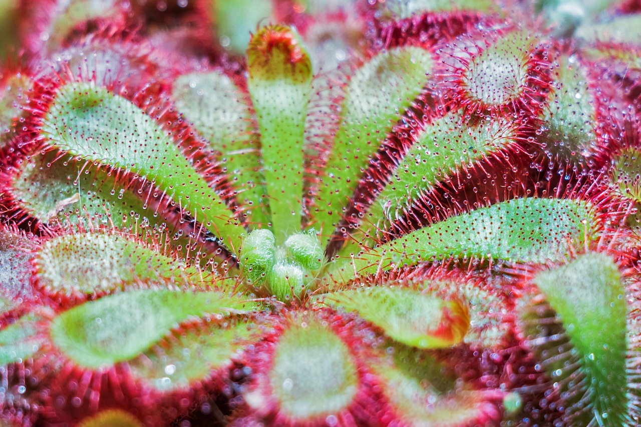 Carnivorous plants in the world that you should know